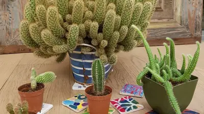 Seramica