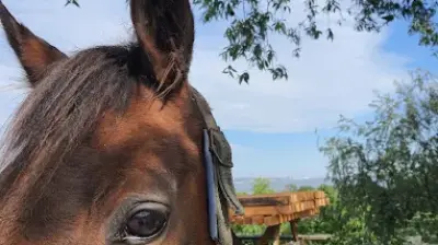 Avcılar Binicilik