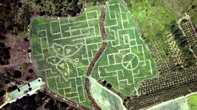 Corn Maze İstanbul