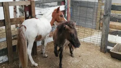 Kenan Bey Binicilik Kulübü
